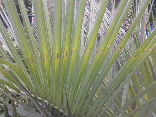butia_feuille.jpg
