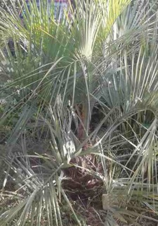 Butia-entierC.jpeg