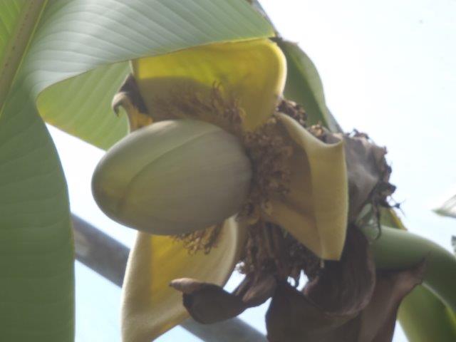 P6200006.jpg