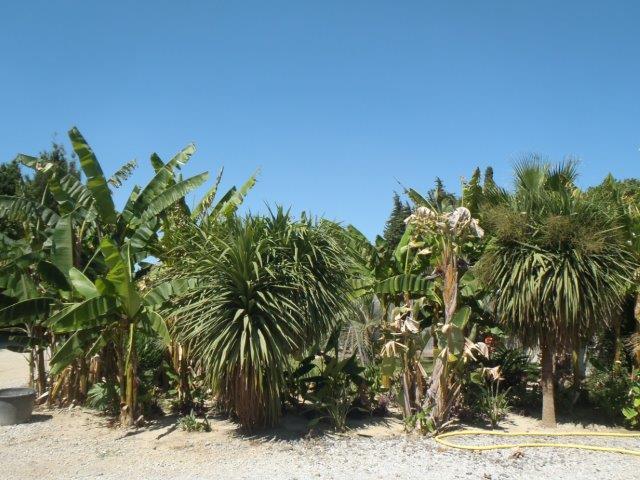 P6200050.jpg