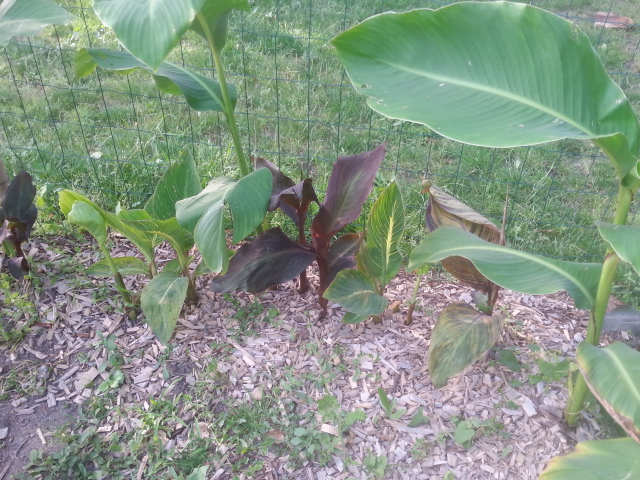 20150623_195250.jpg