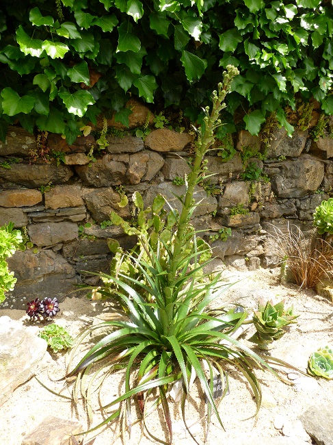 eryngium (1).JPG