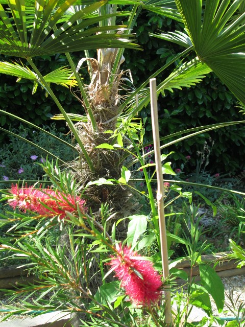jardin juin 2015 003 (480x640).jpg