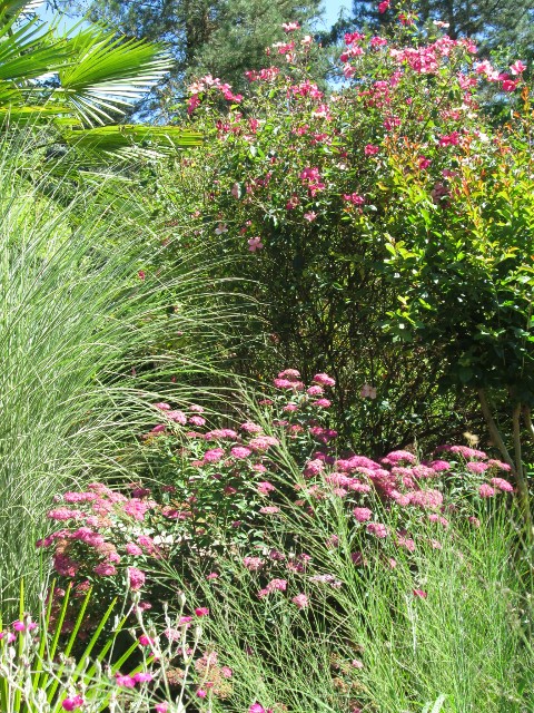 jardin juin 2015 066 (480x640).jpg