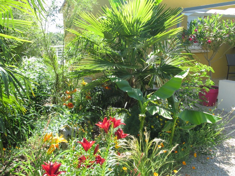 jardin juin 2015 090 (800x600).jpg