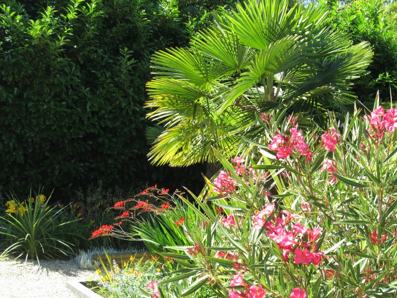 jardin juin 2015 109 (800x600).jpg
