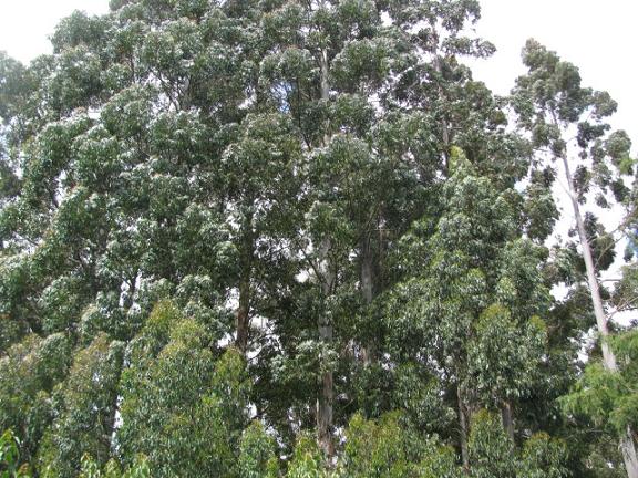 E.regnans