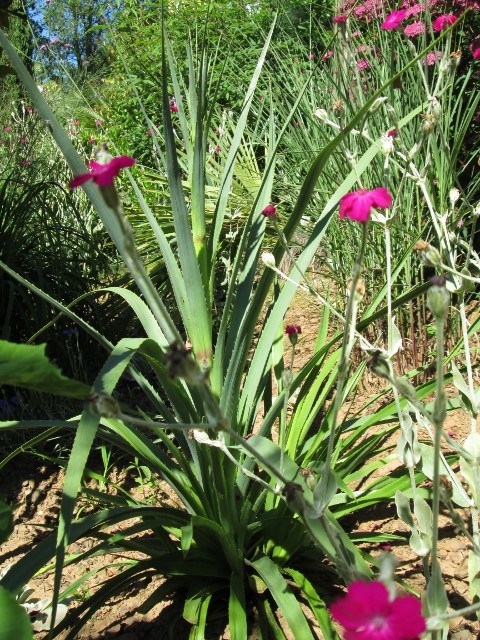 jardin juin 2015 067 (480x640).jpg