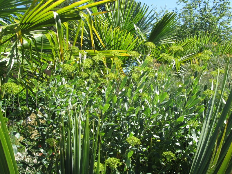 jardin juin 2015 078 (800x600).jpg