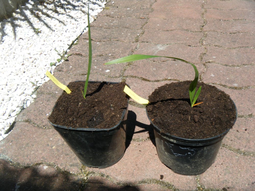 Les butiagrus 2 feuillles