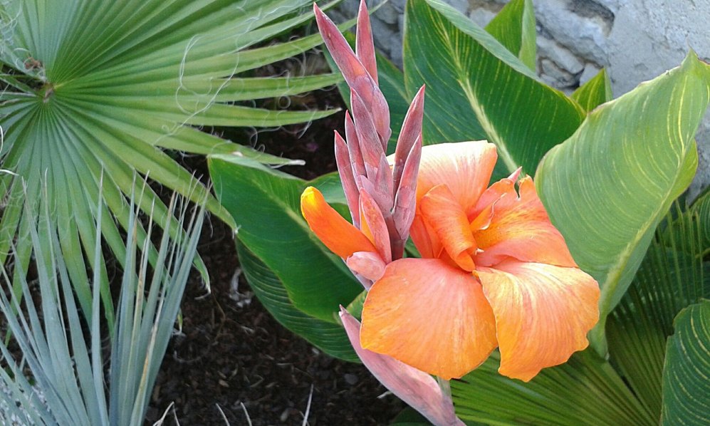 Premières cannas en fleurs.