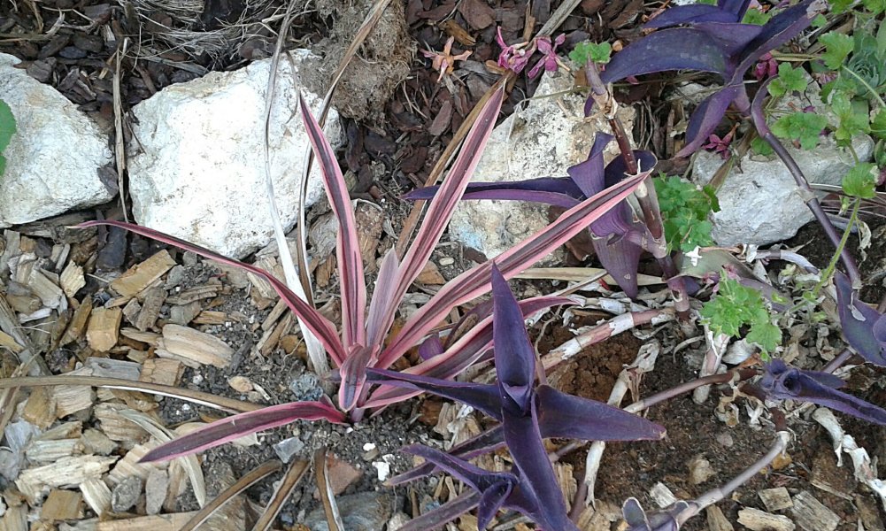 Cordyline sunrise regite