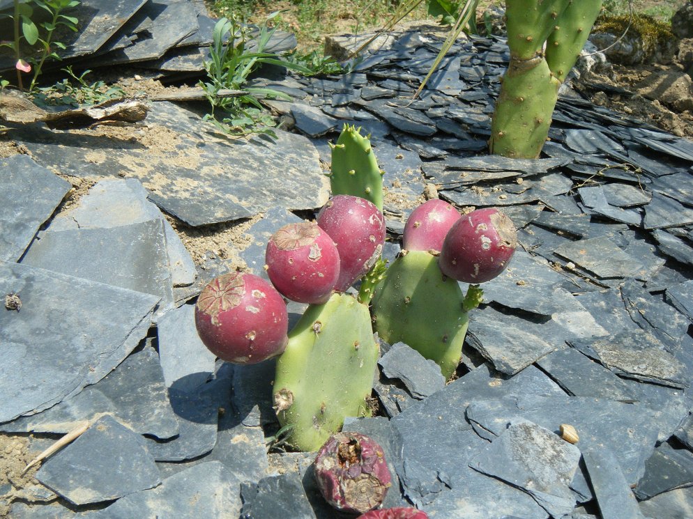 Cactée