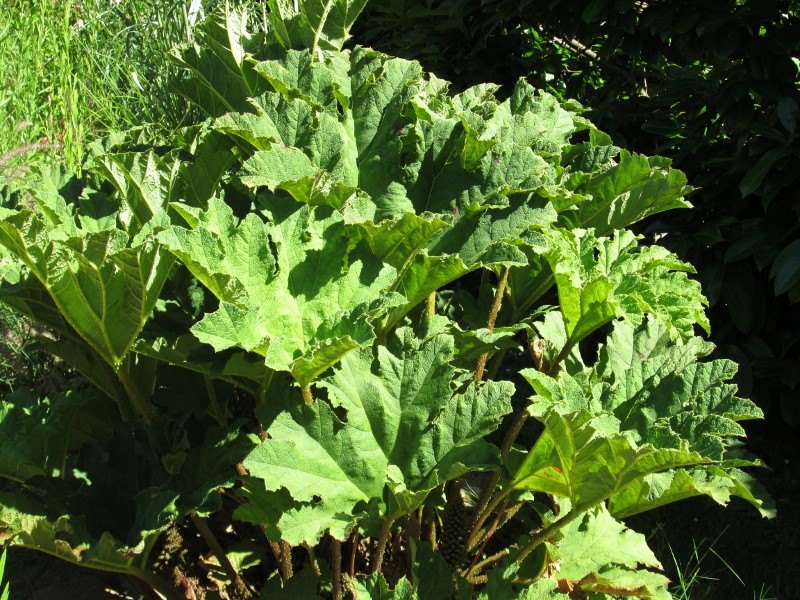 jardin juin 2015 076 (800x600).jpg