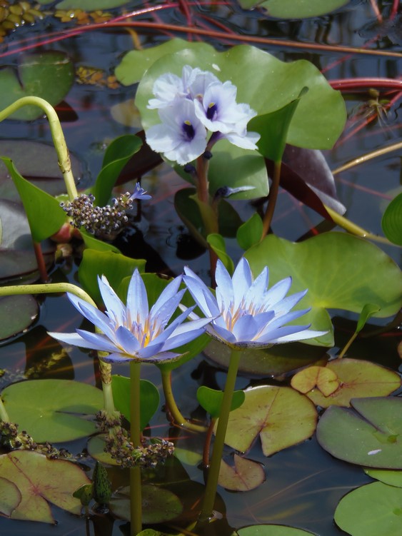 Floraison bassin 04 juillet 2015