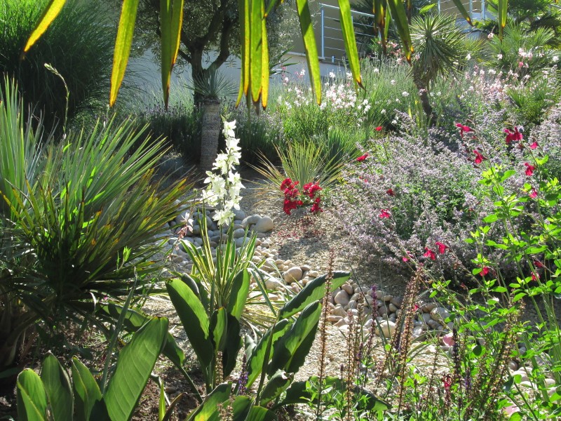 jardin juin 2015 040 (800x600).jpg