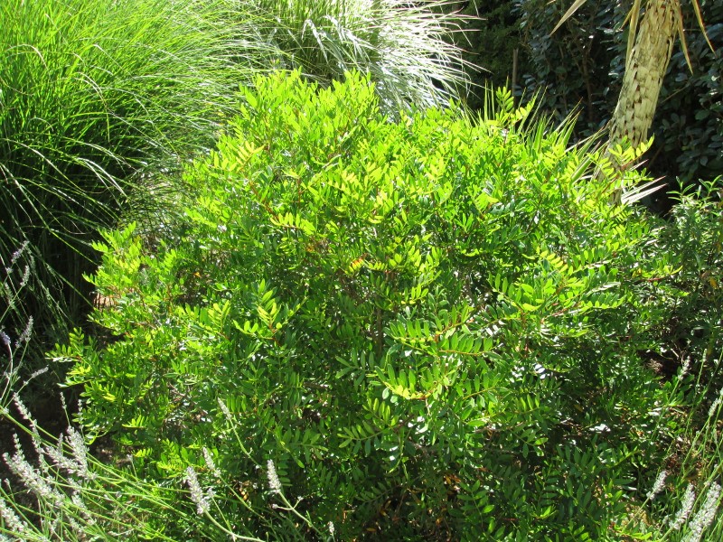 jardin juin 2015 086 (800x600).jpg