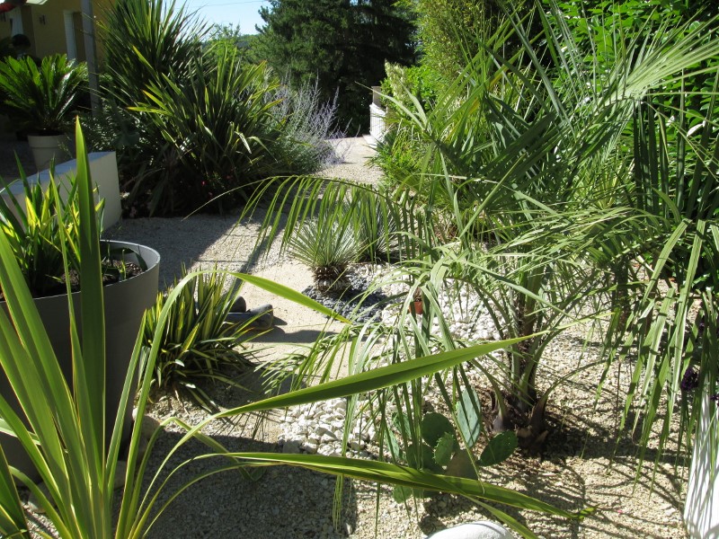 jardin juin 2015 089 (800x600).jpg