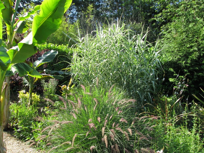 jardin juin 2015 029 (800x600).jpg