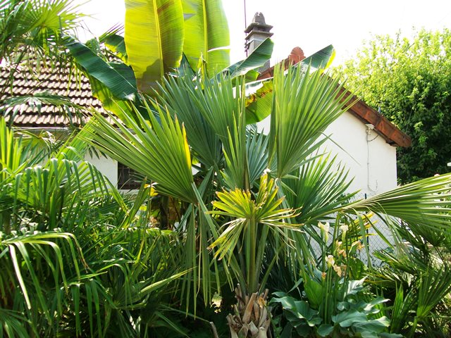sabal 07 20151.jpg