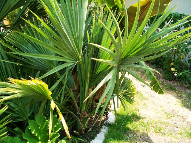sabal 07 2015.jpg