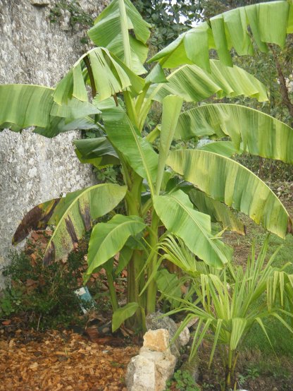 Musa basjoo de 2 ans