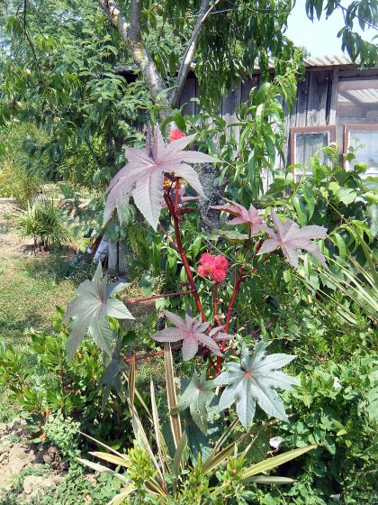 DSCF3145.JPG