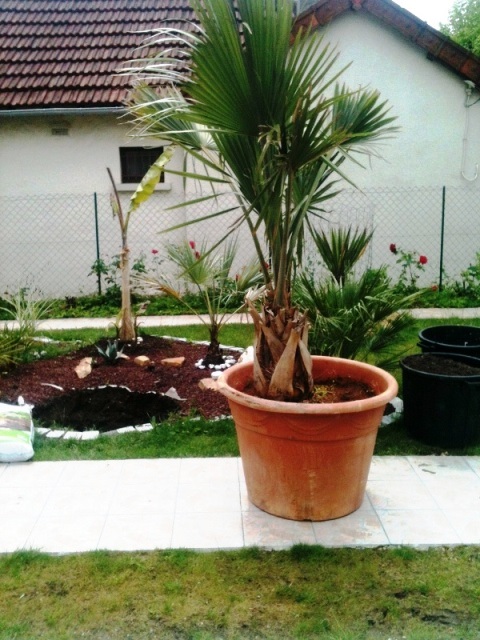 sabal 2013.jpg