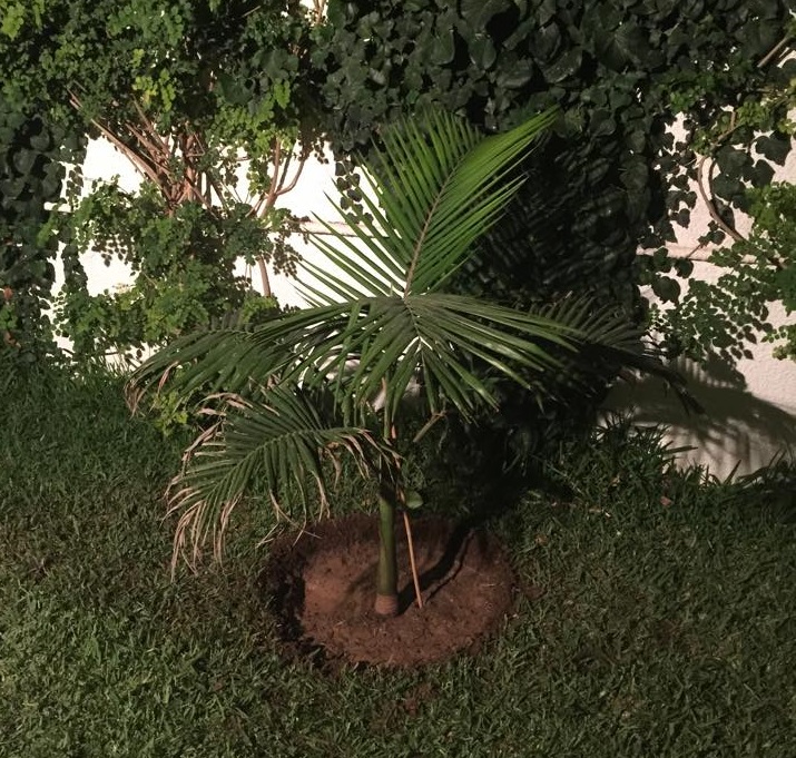 Palmier à replanter