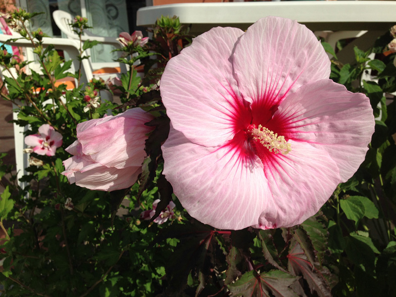 Hibiscus moscheutos summer storm