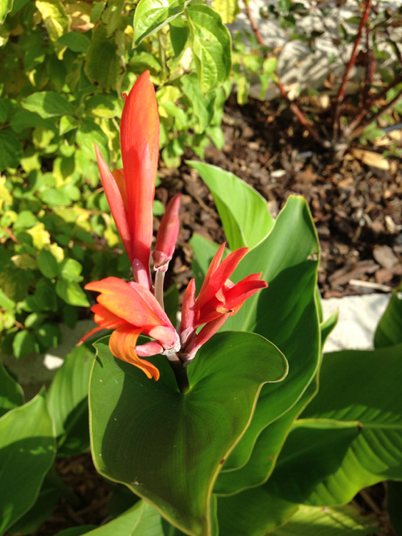 Canna Indica