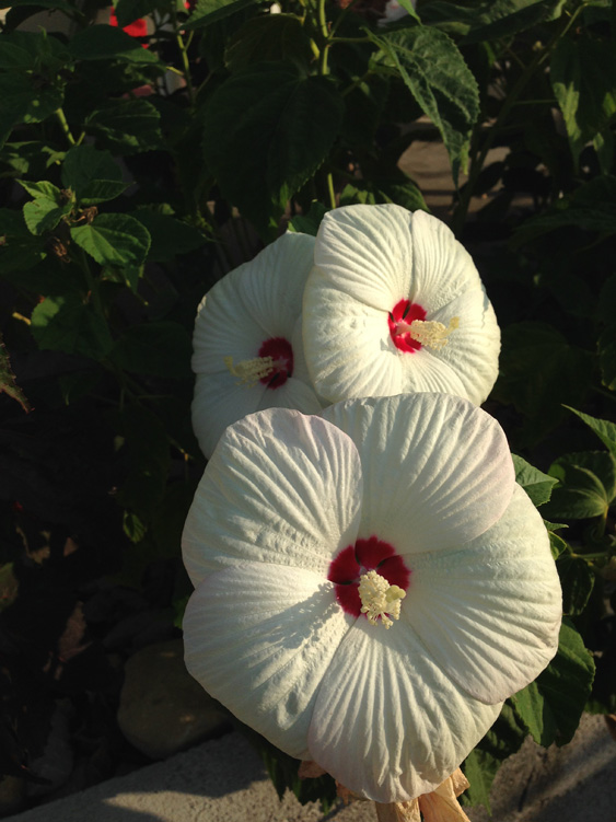 Hibiscus moscheutos blancs