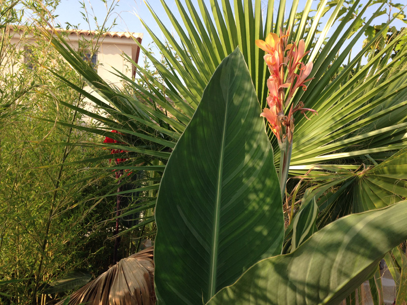 Canna Stuttgart