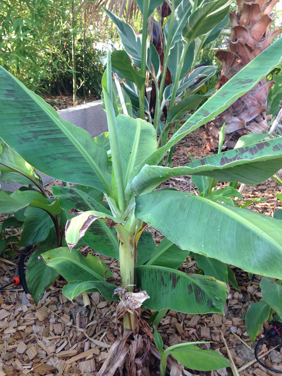 musa basjoo. On voit le feuillage du canna stuttagrt en fond