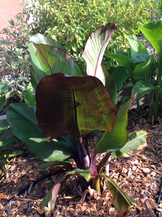 Ensete venticosum maurelii