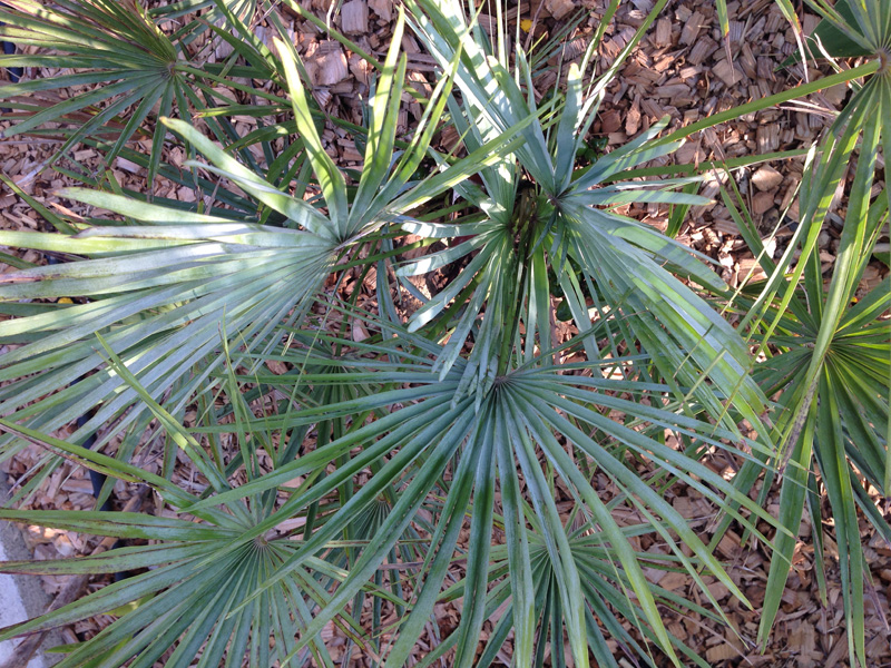 Chamaerops humilis cerifera