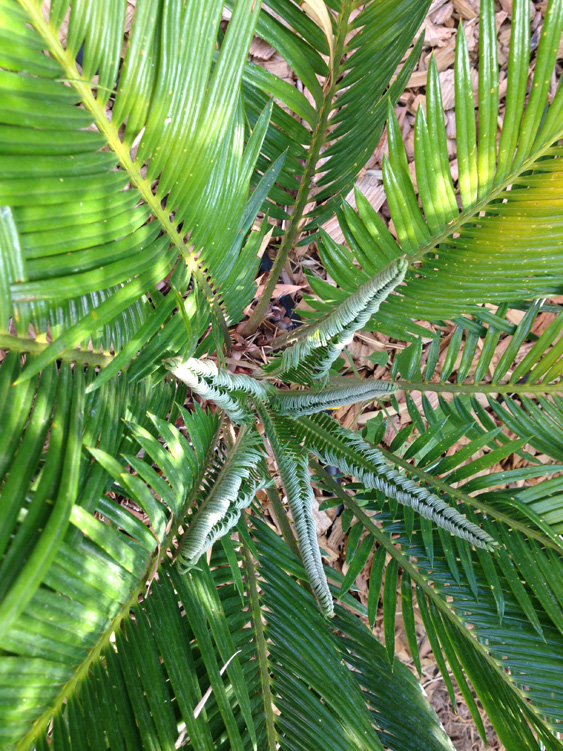 Flush sur mon cycas bicéphale... Mais juste un côté, l'autre ne sort rien encore