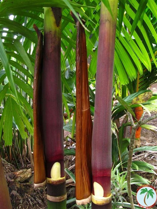 Pinanga speciosa 2.jpg