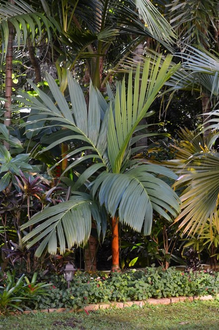 Areca vestiara red leaf 1.jpg