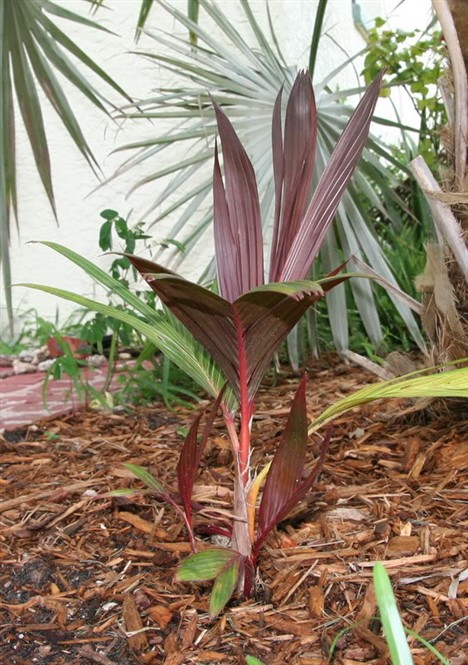 Areca vestiaria red leaf 2.jpg