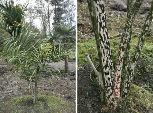 Dypsis SP dark mealybug 2.jpg