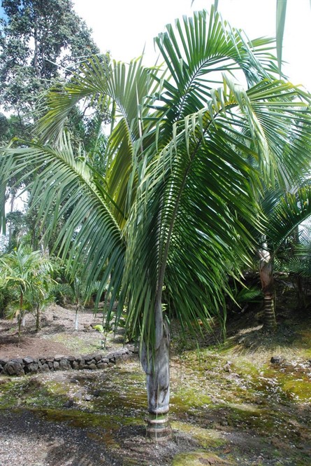 Dypsis SP dark mealybug 1.jpg