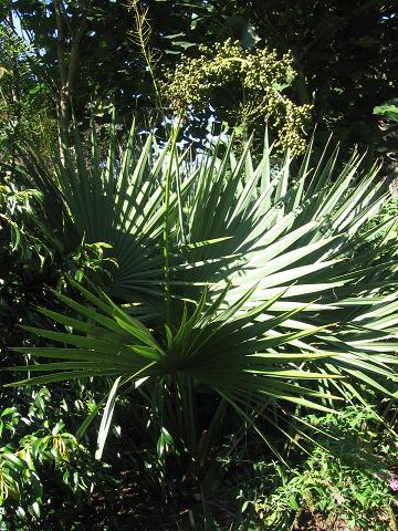 Sabal x texensis. Photo prise au JB de Juniper Level (connu aussi pour sa pépinière &quot;Plant Delight Nursery&quot;).