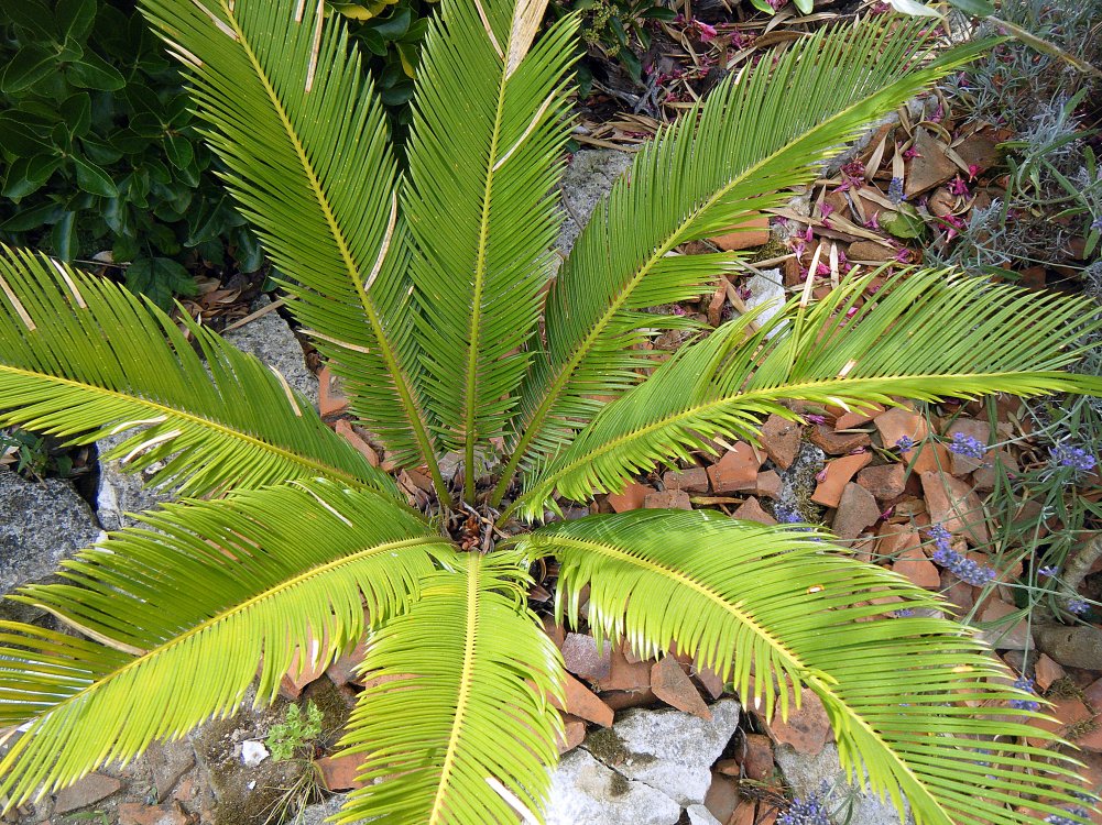 CYCAS RÉVOLUTA JUILLET 2015