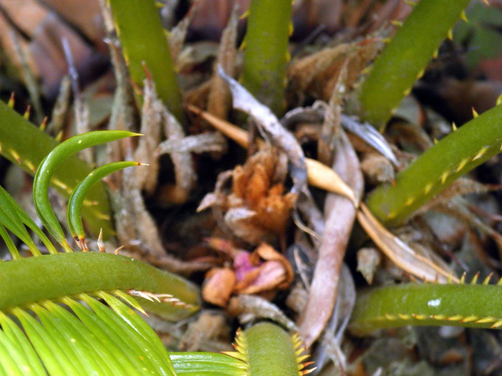 CYCAS RÉVOLUTA JUILLET 2015