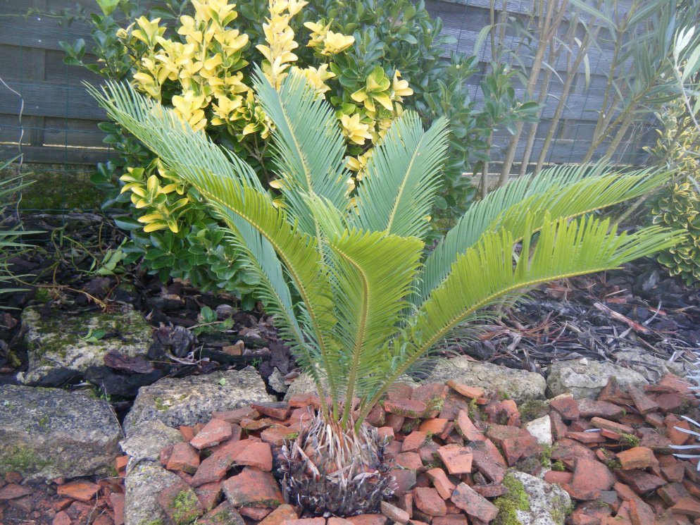 CYCAS RÉVOLUTA PLANTÉ LE 21/11/2014