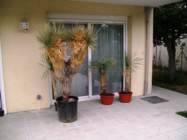 yucca elata1.jpg