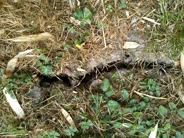DSC_0423.jpg