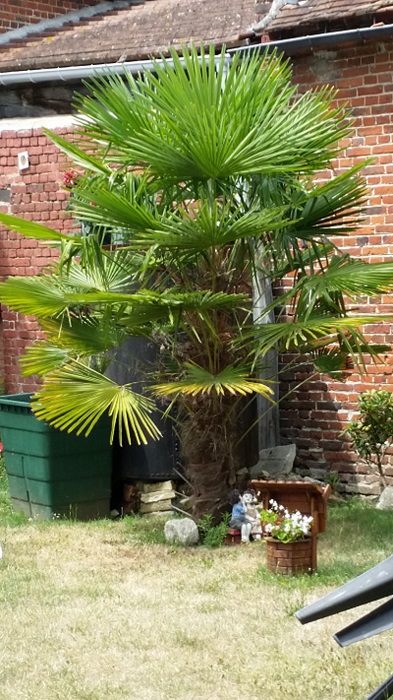 voilà le genre de palmier que j'adore (C'est celui d'une de mes clientes)