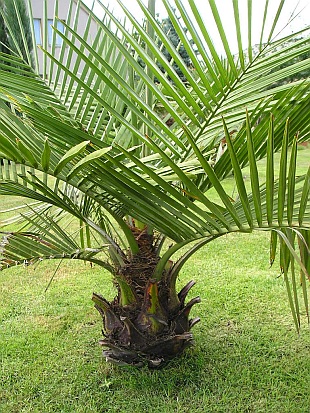 927-jubaea-chilensis-jubaea-cilska-1.jpg